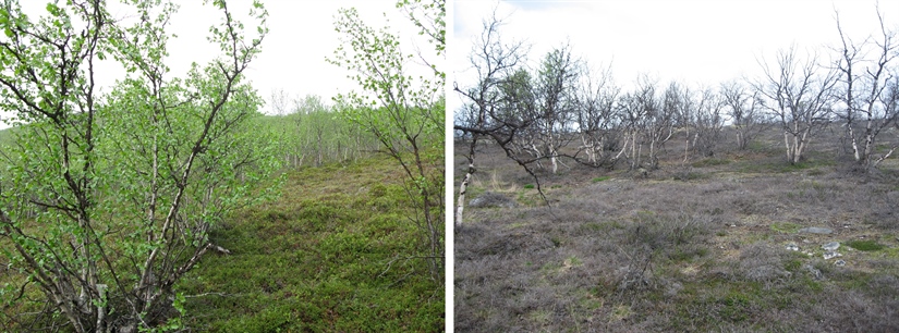 Cascading effects of moth outbreaks on subarctic soil food webs